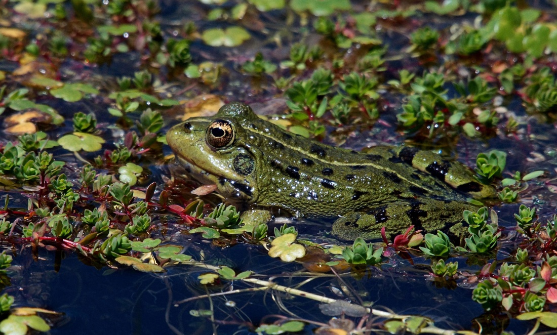 frog, amphibian, swamp, animal, marsh, leaf, reptile, environment, wild, nature