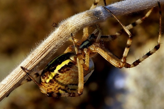 laba-laba, serangga, invertebrata, satwa liar, alam, hewan, predator, hama