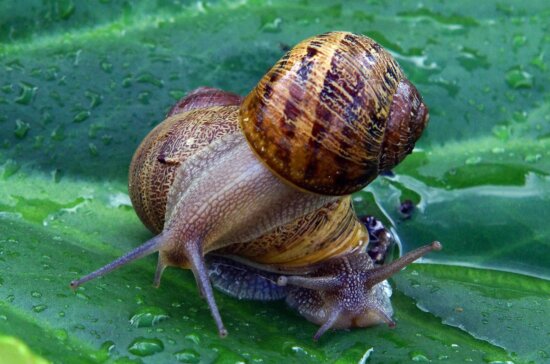 snail, gastropod, dew, shellfish, invertebrate, garden, nature