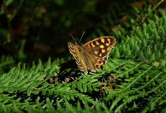 Бабочка, природа, насекомое, дикой природы, крылья, макро, животное, метаморфозой