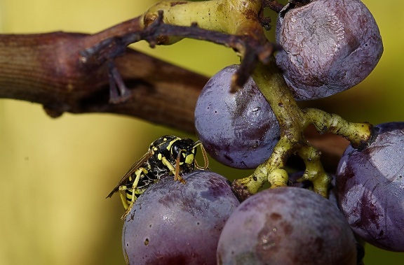 fruit, food, nature, grape, wasp, viticulture, insect, macro