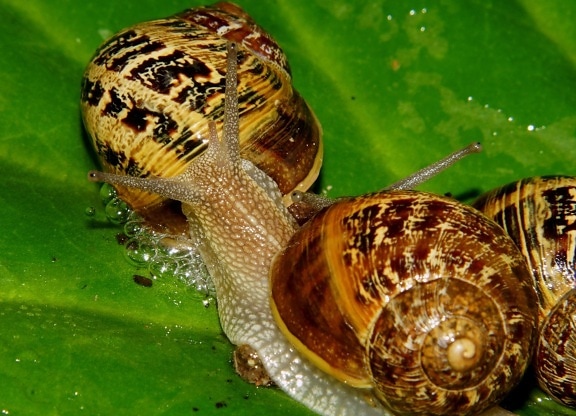 蜗牛, 腹足类, 无脊椎动物, 动物, 自然, 蛞蝓