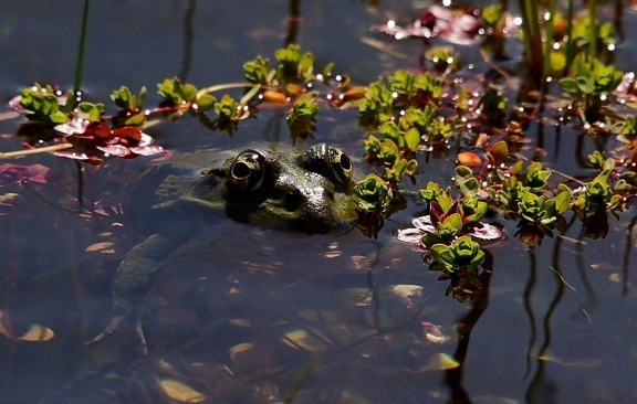 water, nature, frog, flower, leaf, lake, river