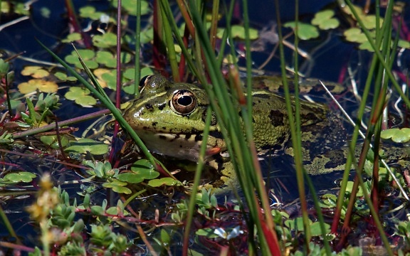 frog, amphibian, wetland, nature, wildlife, swamp