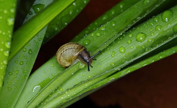 garden, snail, rain, nature, leaf, dew, macro