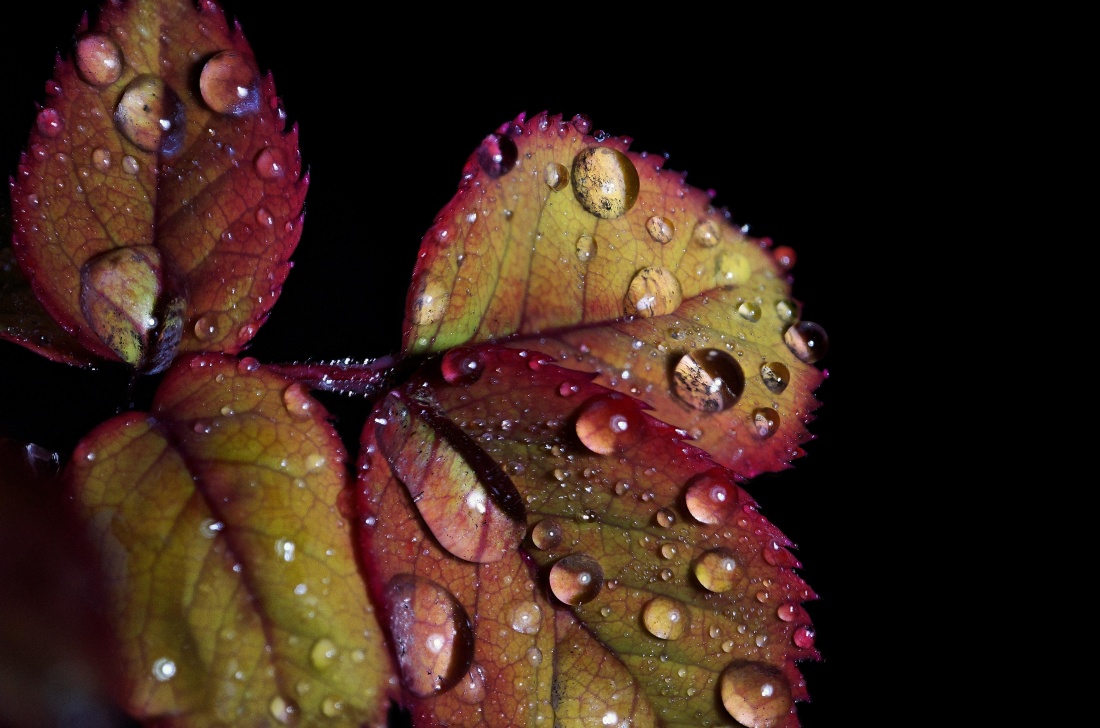 Rosy, makro, príroda, vlhkosti, leaf, dážď