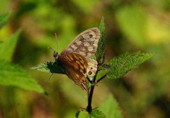 мімікрія метелик природи, Комаха, дикої природи, літо, тварина, безхребетних