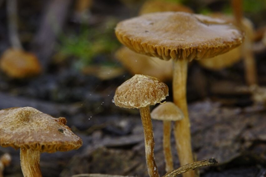 Spore fungus споровый гриб