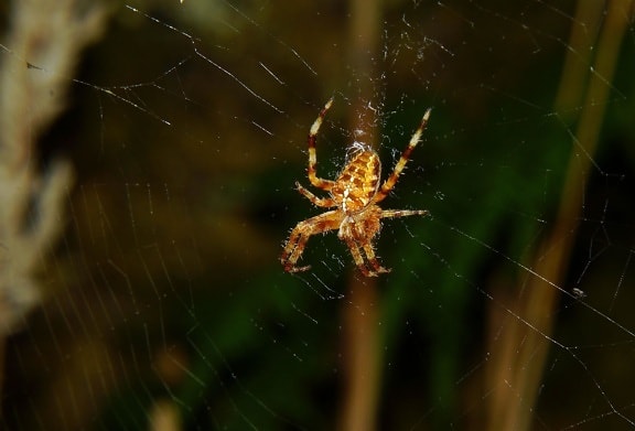 蜘蛛, 蜘蛛网, 陷阱, 蛛网, 昆虫, 恐惧症, 恐惧, 露水, 无脊椎动物
