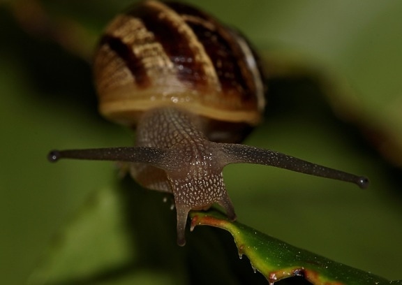 snail, gastropod, invertebrate, shellfish, slug, slime, macro