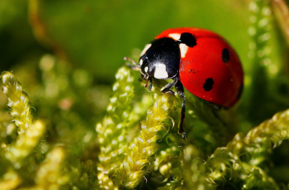 natura, beetle, insecte, macro, ladybug, artropode, nevertebrate