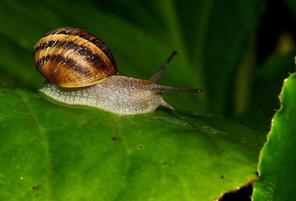 蜗牛, 慢, 腹足类, 无脊椎动物, 贝类, 蛞蝓, 粘液, 花园