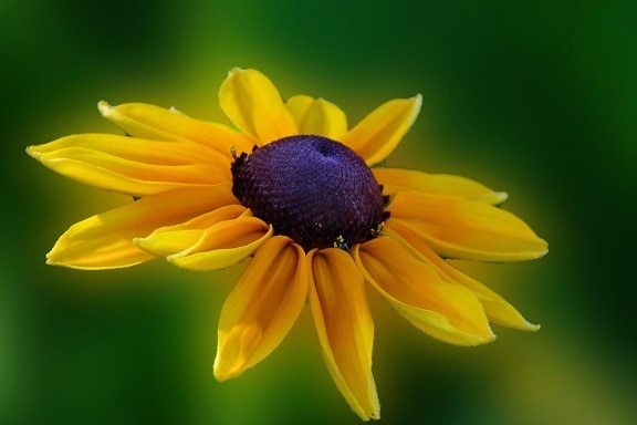 Natura, lato, kwiat, liść, fotomontaż, żółty, Płatek