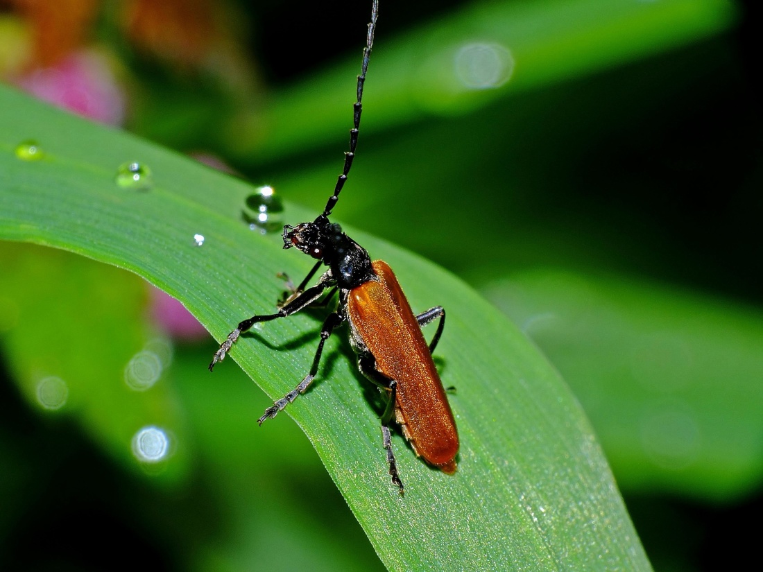 serangga kumbang, artropoda, invertebrata, makro, embun, daun