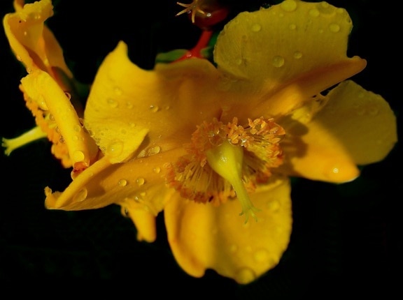 цветок, природа, лист, желтый, пестик, макро, пыльца