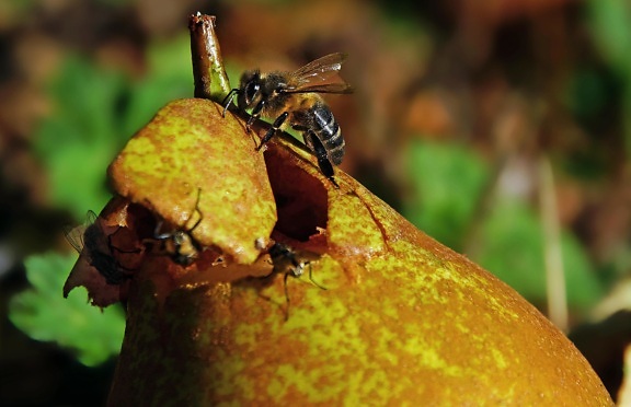lebah serbuk sari buah, alam, daun, serangga, makanan