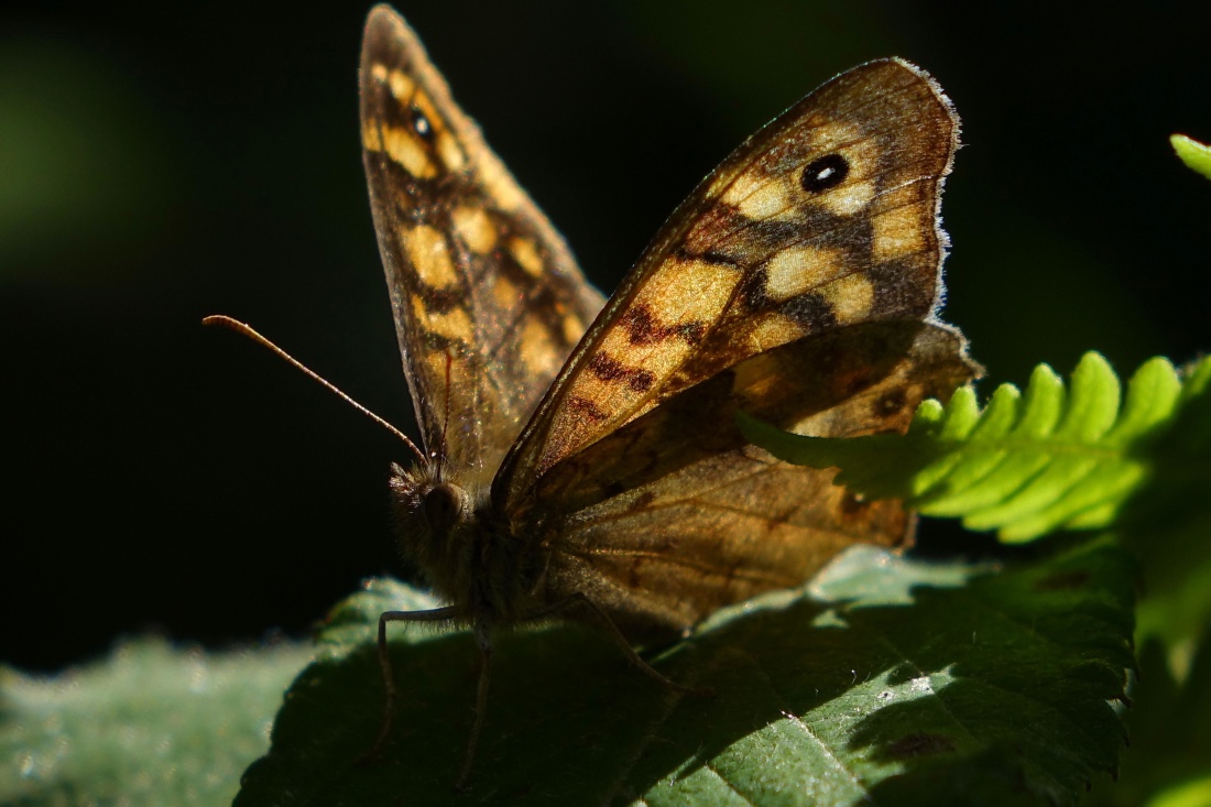 motýľ, hmyz, príroda, bezstavovcov, voľne žijúcich živočíchov, moth, zviera