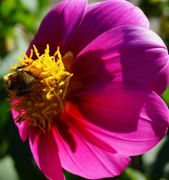 naturaleza, flor, jardín, flora, verano, polen, pétalos, abeja, insecto