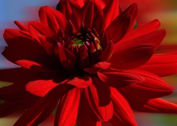 ดอกไม้ ธรรมชาติ สีแดง กลีบ ฟลอรา กลีบ ใบ ฤดูร้อน ดอกรักเร่