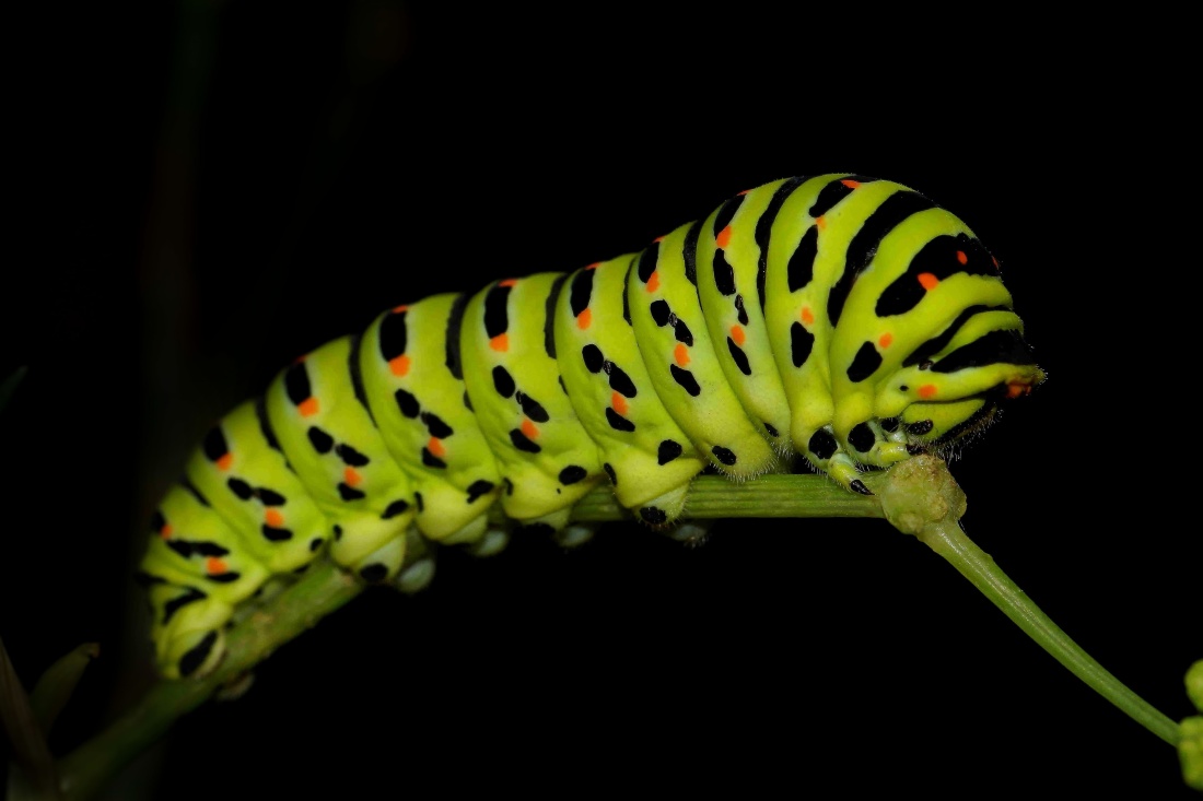 caterpillar, insect, butterfly, larva, invertebrate, worm
