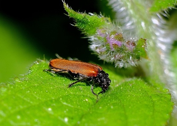 insetto, natura, foglia, beetle, artropodi, macro
