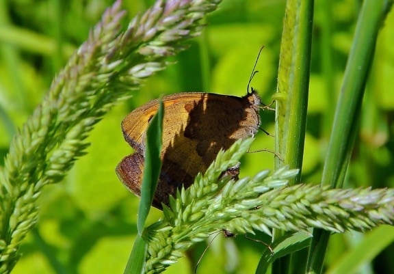 蝴蝶, 自然, 昆虫, 夏天, 叶子, 野生动物, 动物