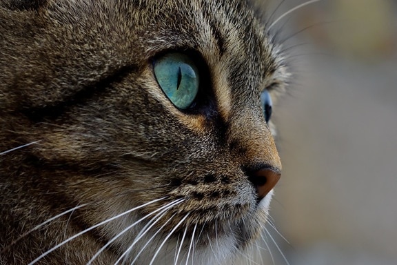 고양이, 동물, 초상화, 애완 동물, 눈, 귀여운, 고양이, 모피, 고양이, 수염