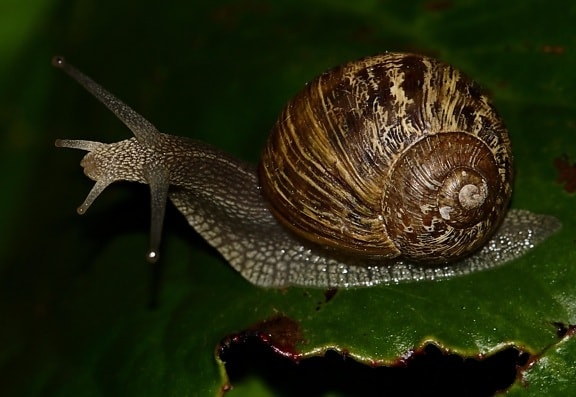 csiga, gastropod, gerinctelen, állat, meztelencsiga, iszap, shell