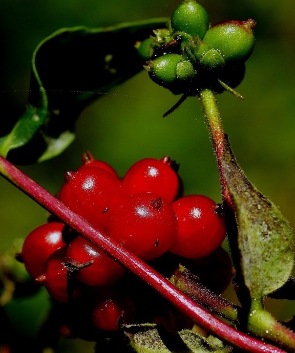 Berry, gyümölcs, levél, természet, élelmiszer, fa, ág, cserje, kerti