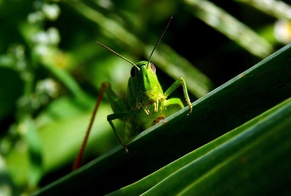 grasshopper, insect, leaf, wildlife, invertebrate, nature, animal