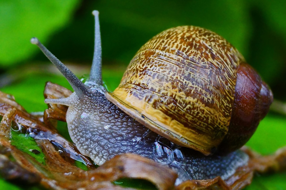 Hình ảnh miễn phí: ốc, sò ốc, gastropod, invertebrate, sên, slime ...