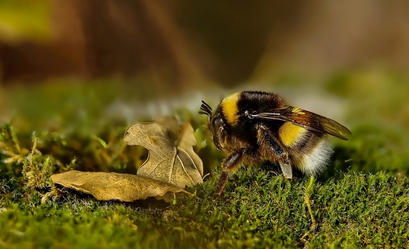 faune, animal, sauvage, abeille, feuille, macro, nature, insecte, herbe, arthropode