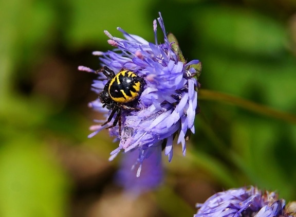 Natur, Insekten, Blumen, Sommer, Käfer, Blatt, Garten, Wild, Kraut