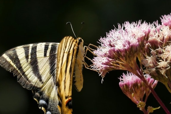 nature, insect, flower, butterfly, macro, detail, pistil, pollen, vegetation