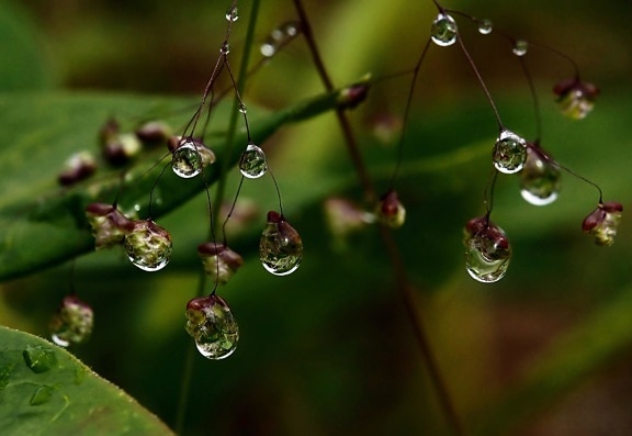 regn, dugg, natur, blad, flora, branchlet, dugg