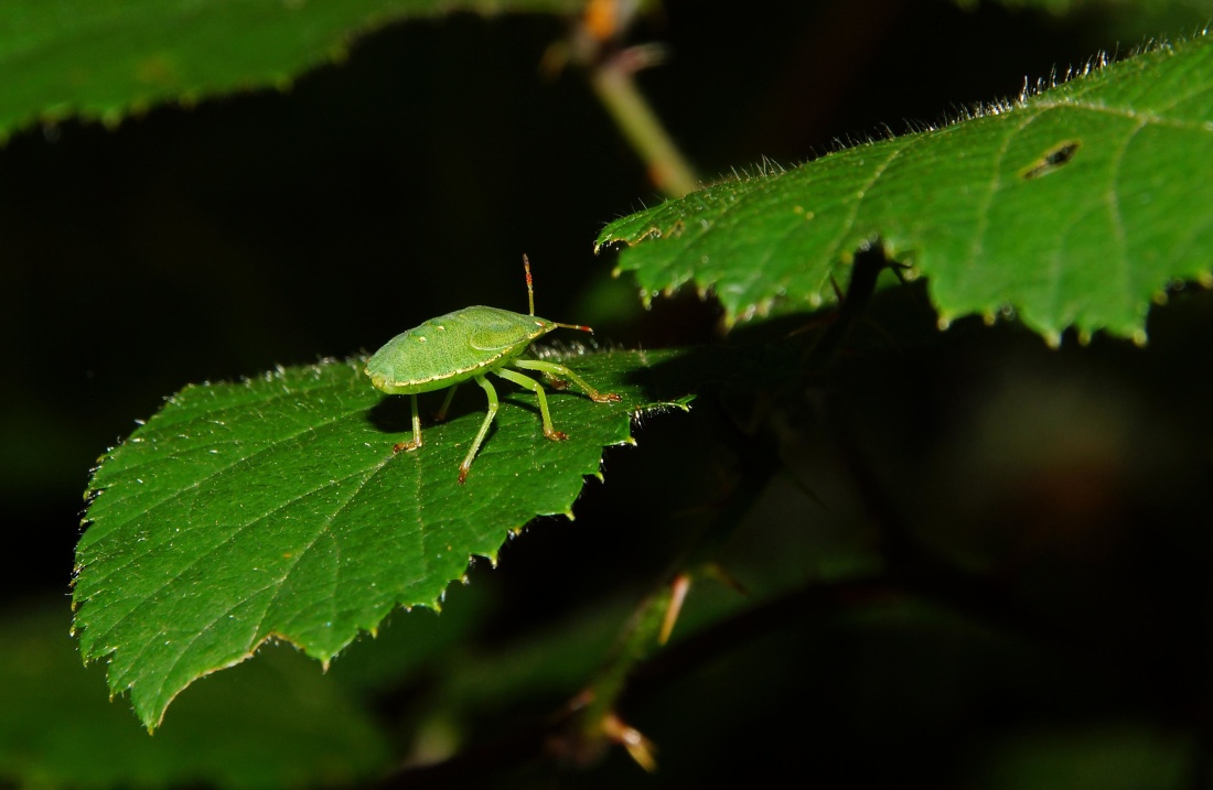 insect, blad, ongewervelden, natuur, plant, kever, macro, detail