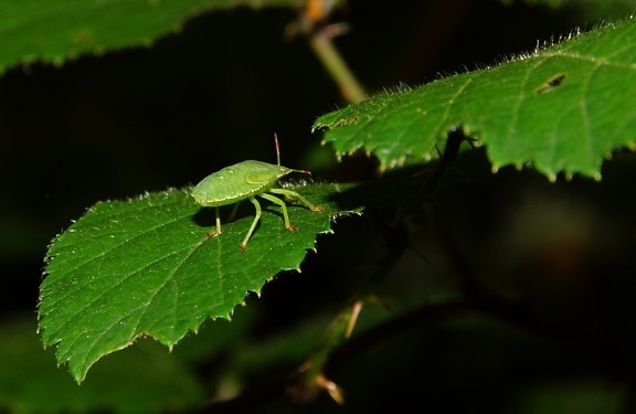 insect, leaf, invertebrate, nature, plant, beetle, macro, detail
