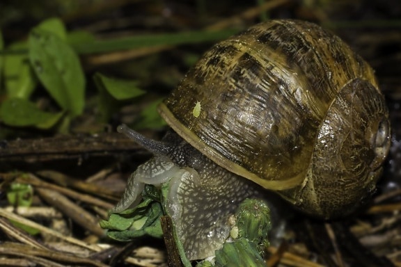 shell, snail, invertebrate, gastropod, animal, macro, nature, wildlife