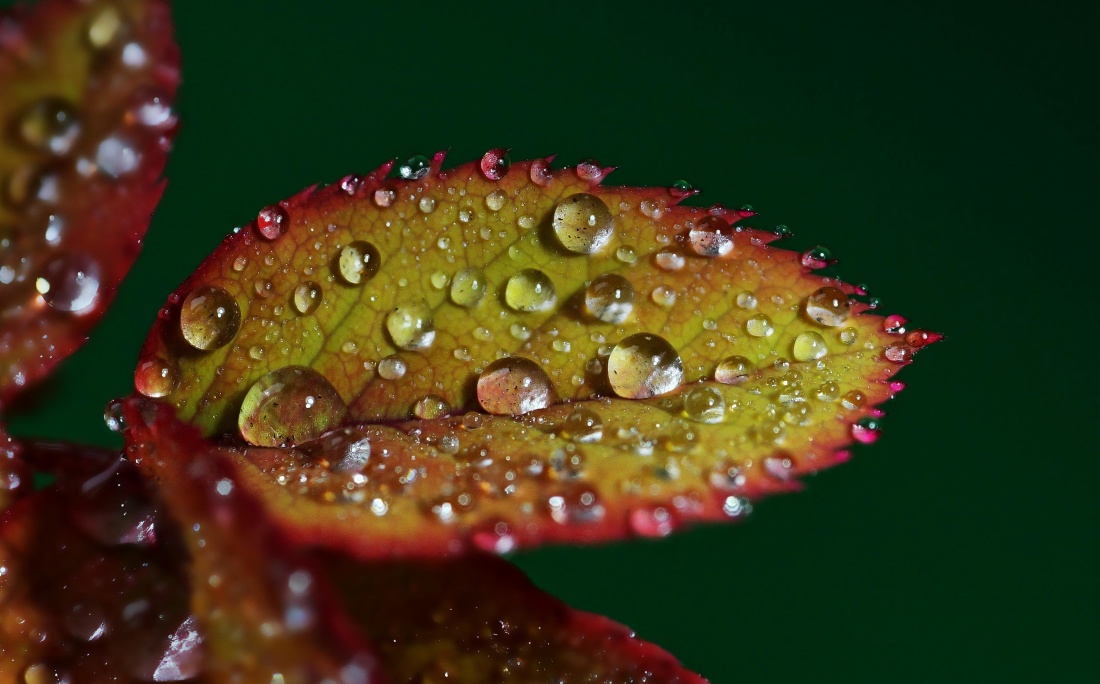 自然, 雨滴, 宏观, 叶, 雨, 植物, 露水
