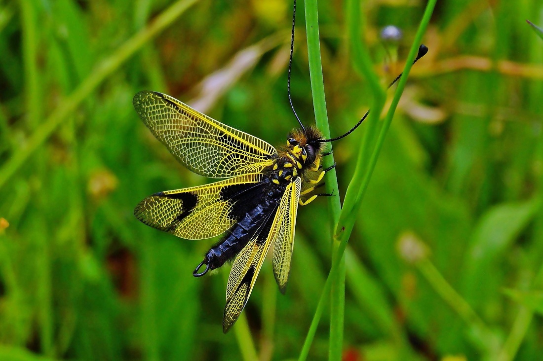 φύση, dragonfly, μακροεντολή, έντομο, γρασίδι, αρθρόποδα