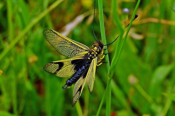 nature, dragonfly, macro, insect, grass, arthropod