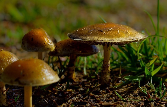 mushroom, fungus, moss, wood, herb, nature, spore, poison, vegetable