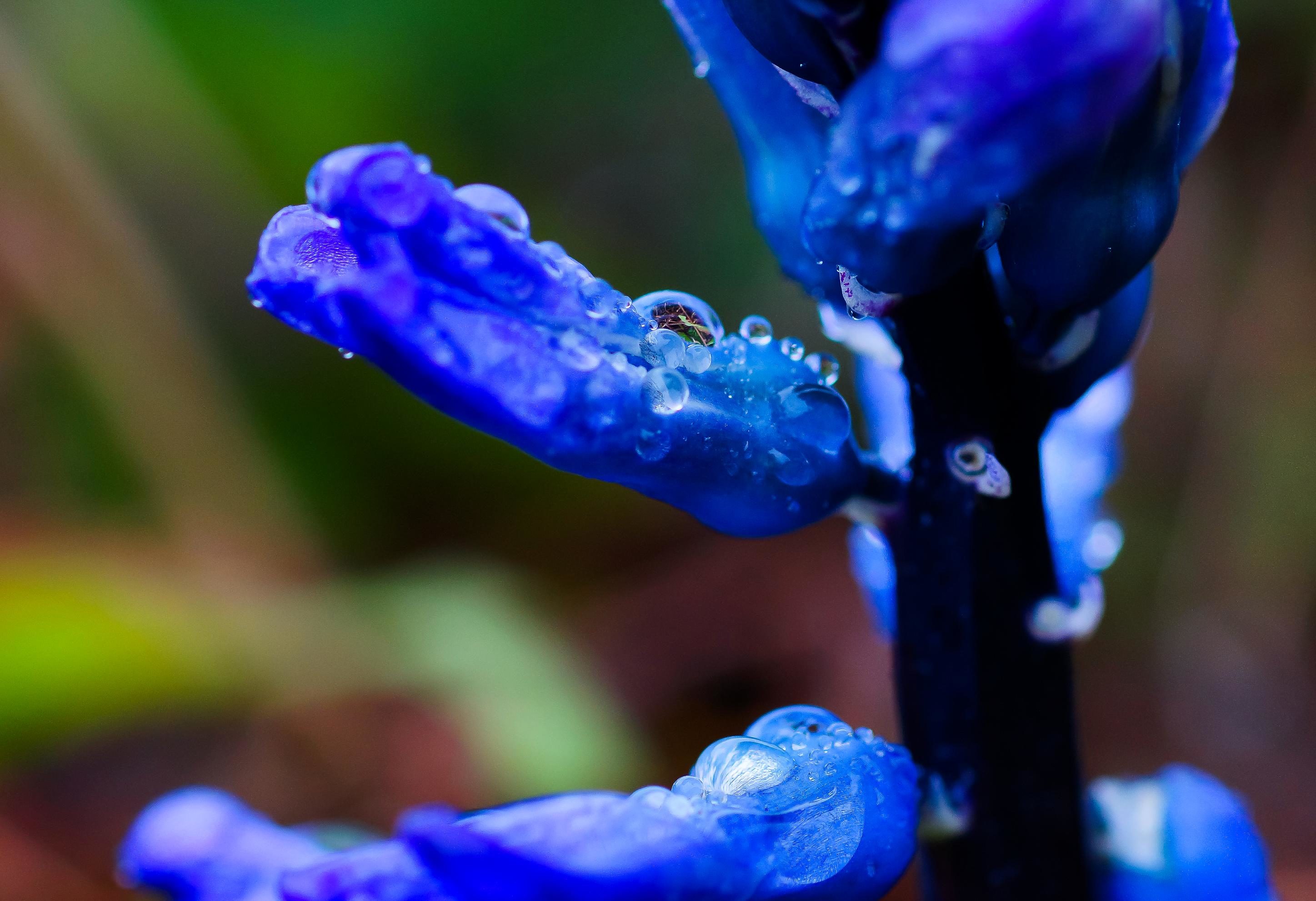 雨后的花朵垂着露珠图片