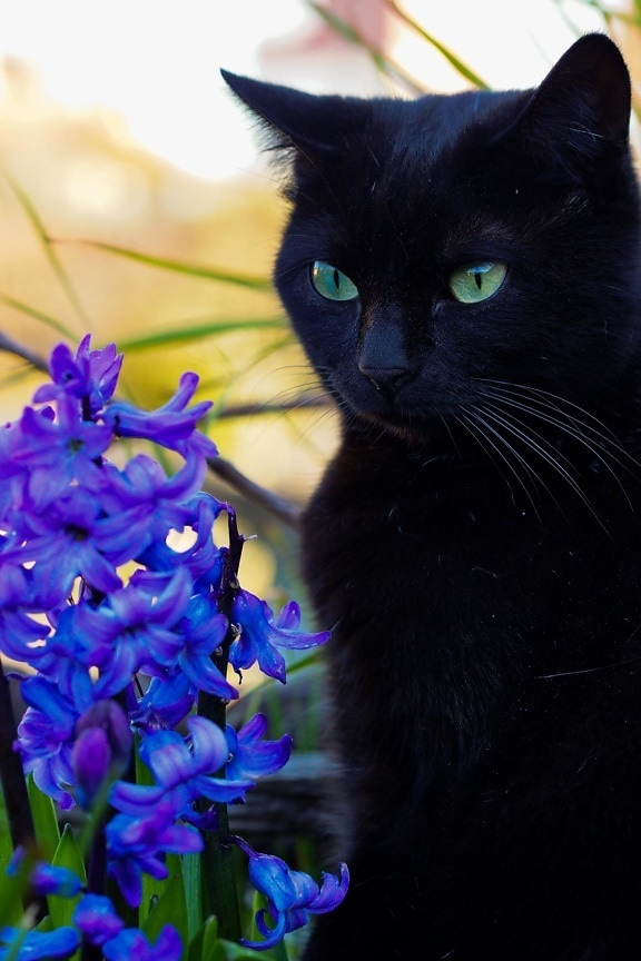 gato, animal, naturaleza, retrato, flor, bella, gato, flores