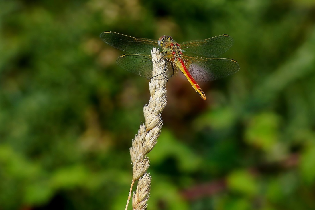 έντομο, φύση, dragonfly, αρθρόποδα, μακροεντολή, των ζώων, βιολογία, ασπόνδυλα