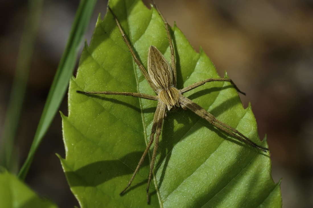 Комаха природи листя, безхребетних, людина-павук, членистоногих, макрос, деталь, біології