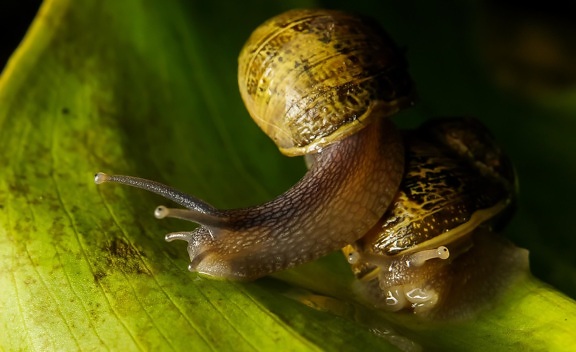 šnek, gastropod, bezobratlých, slimák, makro, sliz, příroda