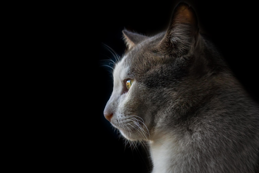 Cat, portrét, roztomilý, domácí zvířata, oko, zvíře, kočkovitá šelma, kotě, čiči, kožešiny