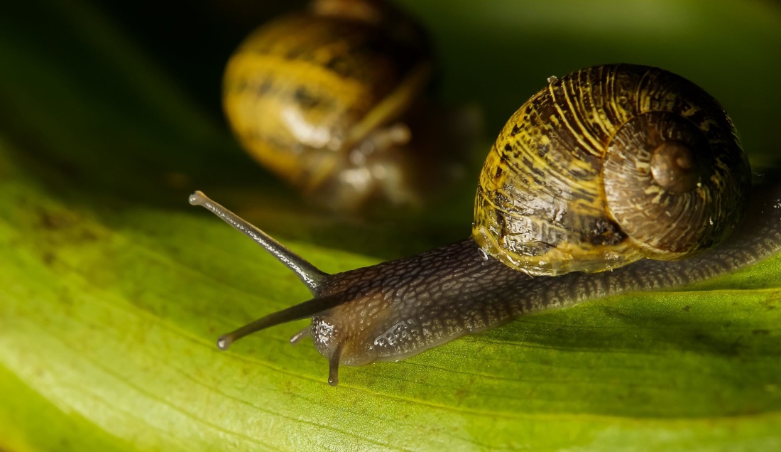 snail, gastropod, invertebrate, macro, animal, slug, slime