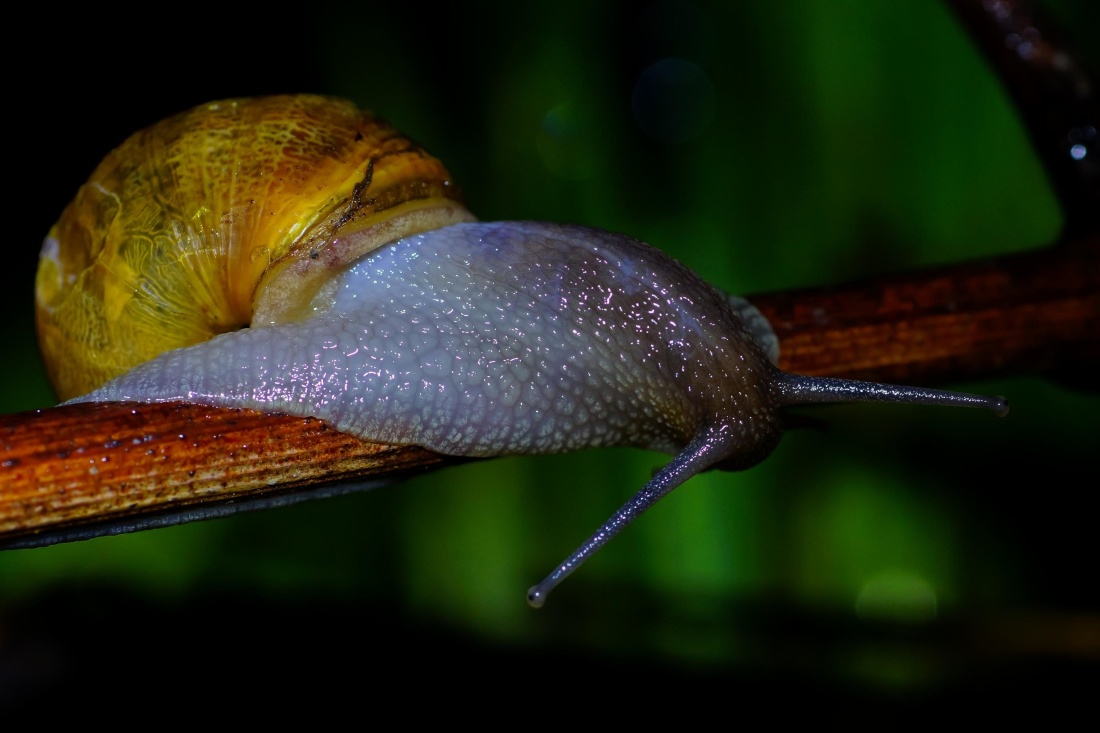 gastropod, bezkręgowców, makro, ślimak, ślimak, szlam, ogród